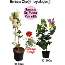 Bitkim Sende Kartopu Çiçeği 1 Adet +Kokulu Leylak1 Adet+Pembe Gazanya Hediye Saksılı Bahçe Seti