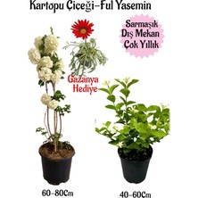 Bitkim Sende Kartopu Çiçeği 1 Adet+Kokulu Ful YASEMIN1ADET+KIRMIZI Gazanya Hediyeli Saksılı Bahçe Seti