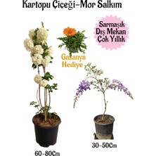 Bitkim Sende Kartopu Çiçeği 1 Adet+Mor Salkım 1 Adet+Kırmızı Gazanya Hediyeli Saksılı Bahçe Seti