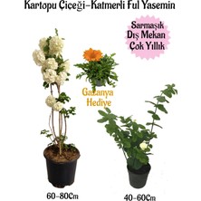 Bitkim Sende Kartopu Çiçeği 1 Adet+Katmerli Ful Yasemin1 Adet+Sarı Gazanya Hediyeli Saksılı Bahçe Seti