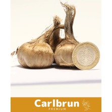 Carlburn Premium Özel Dikime Hazır Yerli Üretim Büyük Boy 1. Kalite Safranbolu Safran Bitkisi Soğanı 50 Adet