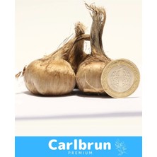 Carlburn Premium Özel Dikime Hazır Yerli Üretim Büyük Boy 1. Kalite Safranbolu Safran Bitkisi Soğanı 10 Adet