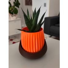 Paprika Modern Saksı - Masa ve Raflar İçin İdeal