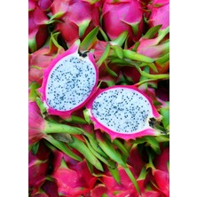 FidanBudur Ejder Meyvesi Fidanı Beyaz, Çelik Dal Pitaya 25-30 cm Aşılı, Dragon Fruit Plant