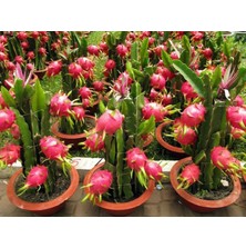 FidanBudur Ejder Meyvesi Fidanı Beyaz, Çelik Dal Pitaya 25-30 cm Aşılı, Dragon Fruit Plant