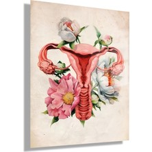 Gaagart Temperli Cam Kadın Doğum Poliklinik Tablosu Soft Uterus