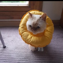 Kedi Yakalığı,kedi Elizabeth Yakalık, Kedi Ameliyat Sonrası Koruyucu Yakalık