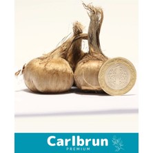 Carlburn Premium Özel Dikime Hazır Yerli Üretim Büyük Boy 1. Kalite Safranbolu Safran Bitkisi Soğanı 2 Adet