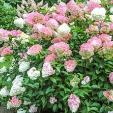 e-fidancim Soğuklara Dayanıklı Hydrangea Anomala Pink Lady Ortanca Fidanı