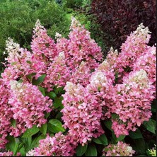 e-fidancim Soğuklara Dayanıklı Hydrangea Anomala Pink Lady Ortanca Fidanı