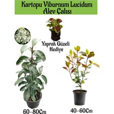 Serada Decor Plant Kartopu Viburnum Lucidum 1 Adet+Alev Çalısı 1 Adet+Yaprak Güzeli Hediye Bahçe Bitkisi