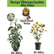 Serada Decor Plant Kartopu Viburnum Lucidum 1 Adet+Alev Çalısı 1 Adet+Yaprak Güzeli Hediye Bahçe Bitkisi