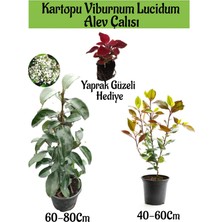 Serada Decor Plant Kartopu Viburnum Lucidum 1 Adet+Alev Çalısı 1 Adet+Yaprak Güzeli Hediye Bahçe Bitkisi