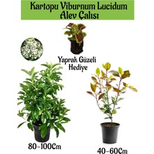 Serada Decor Plant Kartopu Viburnum Lucidum 1 Adet+Alev Çalısı 1 Adet+Yaprak Güzeli Hediye Bahçe Bitkisi