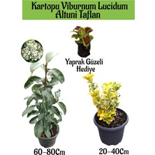 Serada Decor Plant Kartopu Viburnum Lucidum 1 Adet+Altuni Taflan 1 Adet+Yaprak Güzeli Hediye Bahçe Bitkisi