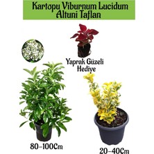 Serada Decor Plant Kartopu Viburnum Lucidum 1 Adet+Altuni Taflan 1 Adet+Yaprak Güzeli Hediye Bahçe Bitkisi