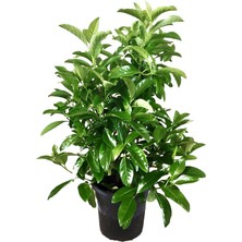 Serada Decor Plant Kartopu Viburnum Lucidum 1 Adet+Fırça Çalısı 1 Adet+Yaprak Güzeli Hediye Bahçe Bitkisi