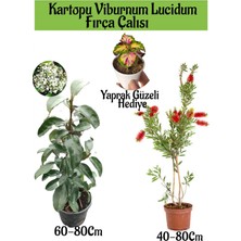 Serada Decor Plant Kartopu Viburnum Lucidum 1 Adet+Fırça Çalısı 1 Adet+Yaprak Güzeli Hediye Bahçe Bitkisi