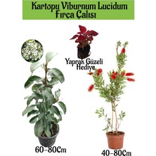 Serada Decor Plant Kartopu Viburnum Lucidum 1 Adet+Fırça Çalısı 1 Adet+Yaprak Güzeli Hediye Bahçe Bitkisi