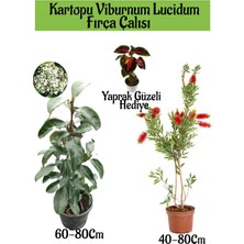 Serada Decor Plant Kartopu Viburnum Lucidum 1 Adet+Fırça Çalısı 1 Adet+Yaprak Güzeli Hediye Bahçe Bitkisi