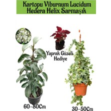 Serada Decor Plant Kartopu Viburnum Lucidum 1 Adet+Hedera Helix 1 Adet+Yaprak Güzeli Hediye Bahçe Bitkisi
