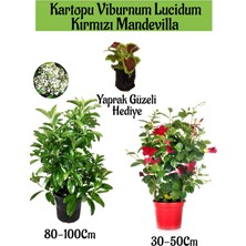 Serada Decor Plant Kartopu Viburnum 1 Adet+Kırmızı Mandevilla 1 Adet+Yaprak Güzeli Hediye Bahçe Bitkisi