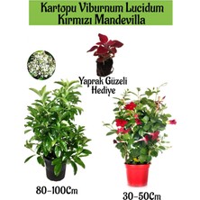 Serada Decor Plant Kartopu Viburnum 1 Adet+Kırmızı Mandevilla 1 Adet+Yaprak Güzeli Hediye Bahçe Bitkisi