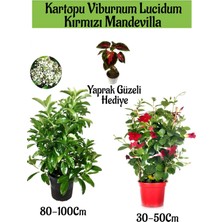 Serada Decor Plant Kartopu Viburnum 1 Adet+Kırmızı Mandevilla 1 Adet+Yaprak Güzeli Hediye Bahçe Bitkisi