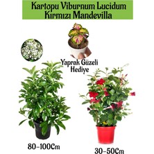 Serada Decor Plant Kartopu Viburnum 1 Adet+Kırmızı Mandevilla 1 Adet+Yaprak Güzeli Hediye Bahçe Bitkisi