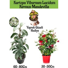 Serada Decor Plant Kartopu Viburnum 1 Adet+Kırmızı Mandevilla 1 Adet+Yaprak Güzeli Hediye Bahçe Bitkisi