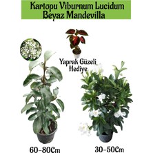 Serada Decor Plant Kartopu Viburnum 1 Adet+Beyaz Mandevilla 1 Adet+Yaprak Güzeli Hediye Bahçe Bitkisi