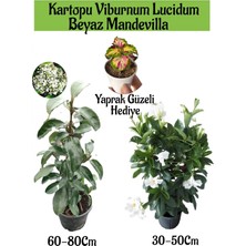 Serada Decor Plant Kartopu Viburnum 1 Adet+Beyaz Mandevilla 1 Adet+Yaprak Güzeli Hediye Bahçe Bitkisi