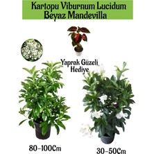Serada Decor Plant Kartopu Viburnum 1 Adet+Beyaz Mandevilla 1 Adet+Yaprak Güzeli Hediye Bahçe Bitkisi