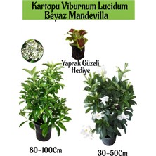 Serada Decor Plant Kartopu Viburnum 1 Adet+Beyaz Mandevilla 1 Adet+Yaprak Güzeli Hediye Bahçe Bitkisi