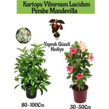 Serada Decor Plant Kartopu Viburnum 1 Adet+Pembe Mandevilla 1 Adet+Yaprak Güzeli Hediye Bahçe Bitkisi