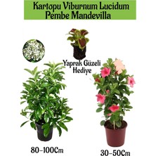 Serada Decor Plant Kartopu Viburnum 1 Adet+Pembe Mandevilla 1 Adet+Yaprak Güzeli Hediye Bahçe Bitkisi