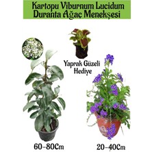 Serada Decor Plant Kartopu Viburnum 1 Adet+Duranta Ağaç Menkşesi1 Adet+Yaprak Güzeli Hediye Bahçe Bitkisi