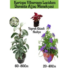 Serada Decor Plant Kartopu Viburnum 1 Adet+Duranta Ağaç Menkşesi1 Adet+Yaprak Güzeli Hediye Bahçe Bitkisi