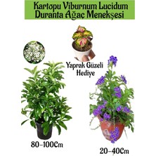 Serada Decor Plant Kartopu Viburnum 1 Adet+Duranta Ağaç Menkşesi1 Adet+Yaprak Güzeli Hediye Bahçe Bitkisi