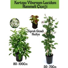 Serada Decor Plant Kartopu Viburnum 1 Adet+Kokulu Hanımeil 1 Adet+Yaprak Güzeli Hediye Bahçe Bitkisi