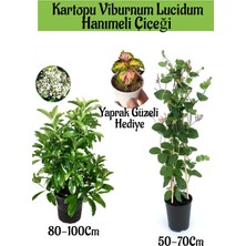 Serada Decor Plant Kartopu Viburnum 1 Adet+Kokulu Hanımeil 1 Adet+Yaprak Güzeli Hediye Bahçe Bitkisi