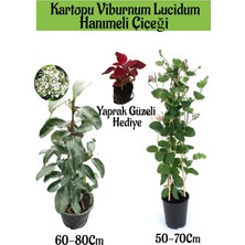 Serada Decor Plant Kartopu Viburnum 1 Adet+Kokulu Hanımeil 1 Adet+Yaprak Güzeli Hediye Bahçe Bitkisi