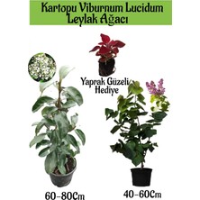 Serada Decor Plant Kartopu Viburnum 1 Adet+Kokulu Leylak Ağacı1 Adet+Yaprak Güzeli Hediye Bahçe Bitkisi