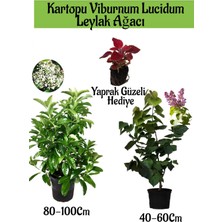 Serada Decor Plant Kartopu Viburnum 1 Adet+Kokulu Leylak Ağacı1 Adet+Yaprak Güzeli Hediye Bahçe Bitkisi
