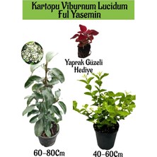 Serada Decor Plant Kartopu Viburnum 1 Adet+Kokulu Ful Yasemin 1 Adet+Yaprak Güzeli Hediye Bahçe Bitkisi