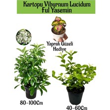Serada Decor Plant Kartopu Viburnum 1 Adet+Kokulu Ful Yasemin 1 Adet+Yaprak Güzeli Hediye Bahçe Bitkisi