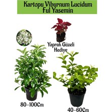 Serada Decor Plant Kartopu Viburnum 1 Adet+Kokulu Ful Yasemin 1 Adet+Yaprak Güzeli Hediye Bahçe Bitkisi
