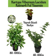 Serada Decor Plant Kartopu Viburnum 1 Adet+Katmerli Ful Yasemin 1 Adet+Yaprak Güzeli Hediye Bahçe Bitkisi