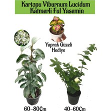 Serada Decor Plant Kartopu Viburnum 1 Adet+Katmerli Ful Yasemin 1 Adet+Yaprak Güzeli Hediye Bahçe Bitkisi