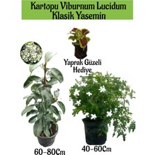 Serada Decor Plant Kartopu Viburnum 1 Adet+Klasik Izmir Yasemini 1 Adet+Yaprak Güzeli Hediye Bahçe Bitkisi